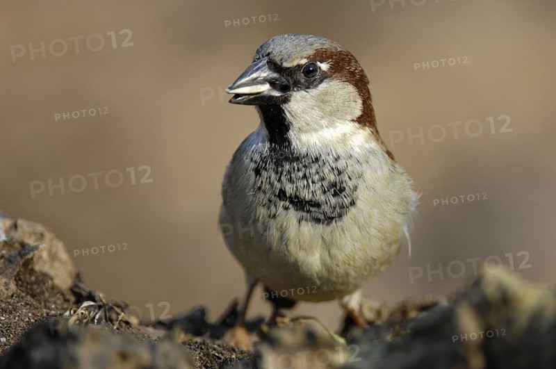 Haussperling (Passer domesticus) Männchen, Winterfütterung, März, Oberhausen (D)