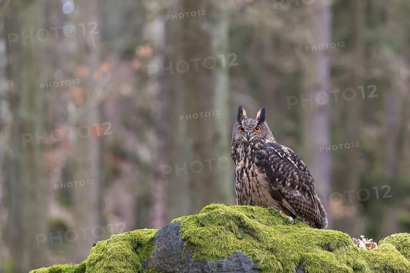 One Eurasian Eagle Owl, Bubo bubo, perched on a mossy rock. A forest in the background