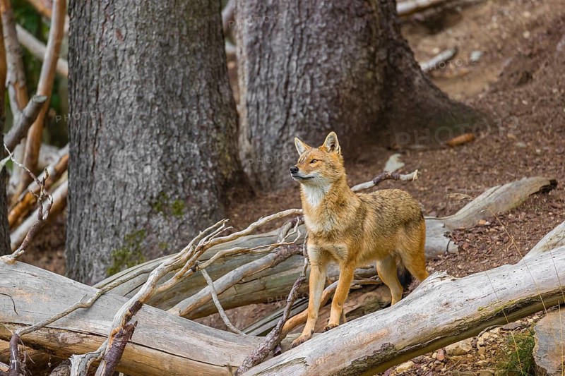 One golden jackal (Canis aureus)stands on the forest floor between fallen trees