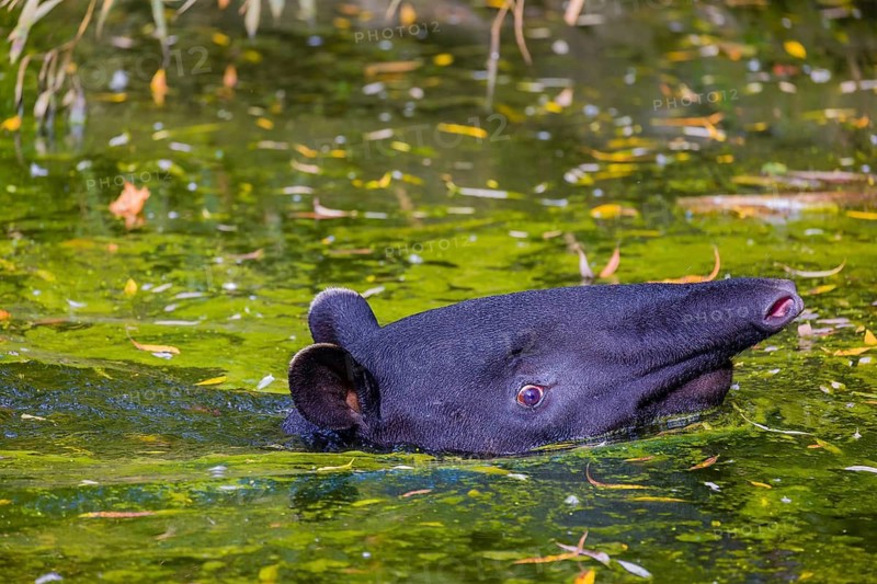 A Malayan tapir (Acrocodia indica) swims in a river