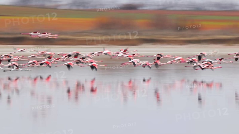 A flock of graceful pink flamingos takes flight over a tranquil lake in Villafranca de los Caballeros, Spain. Their reflections shimmer on the water, creating a stunning natural spectacle