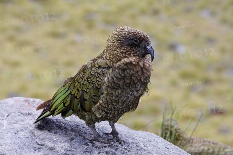 Kea (Nestor notabilis), New Zealand