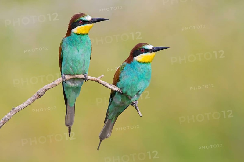 Bienenfresser, European Bee-eater, Bee-Eater, European Bee Eater, Merops apiaster, Guêpier d'Europe, Abejaruco Común