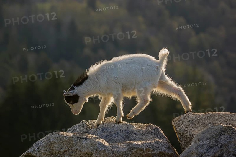 A young Pygmy goat, Capra hircus, stands on a rock. A forest is in the distant background
