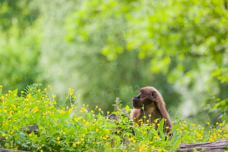 A Gelada (Theropithecus gelada), or bleeding-heart monkey stands amidst riverine vegetation