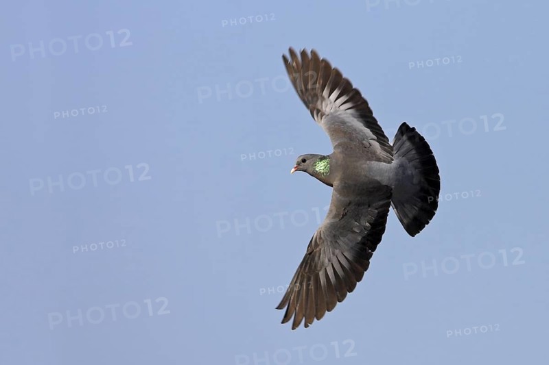 Stock Dove (Columba oenas) flying, Rhineland-Palatinate, Germany