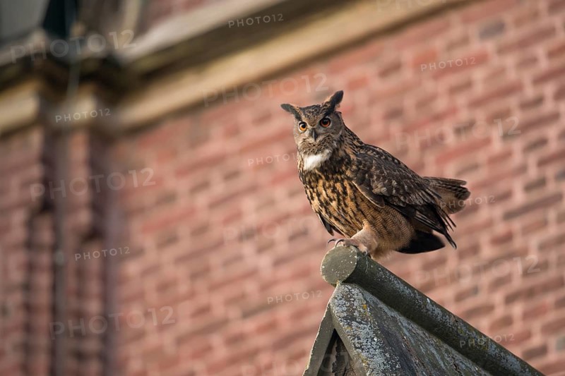 Eurasian Eagle-Owl (Bubo bubo) perched on the roof of a church, North Rhine-Westphalia, Germany