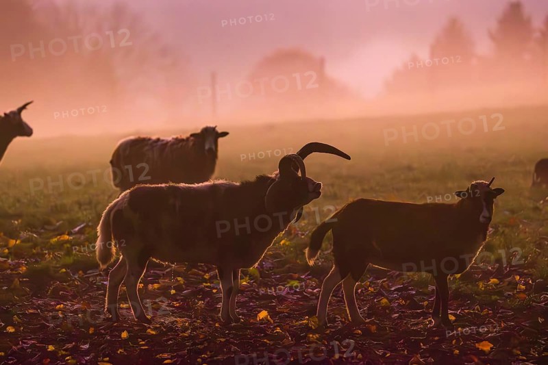 A small group of Jacob sheep (Ovis ammon F. aries) stands at sunrise on a meadow