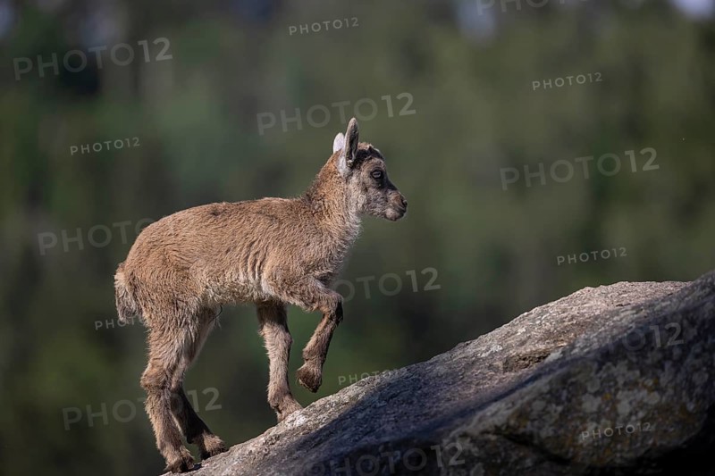 One baby ibex (Capra ibex) walking on rocks. Some green vegetation around