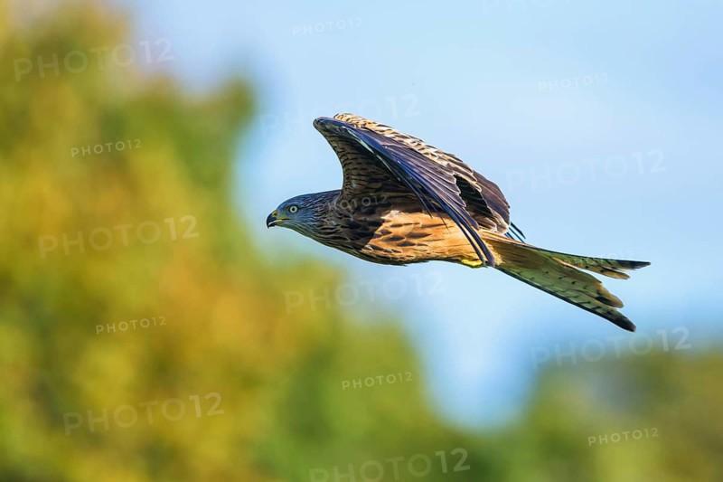 Red Kite, Milvus milvus, bird in flight