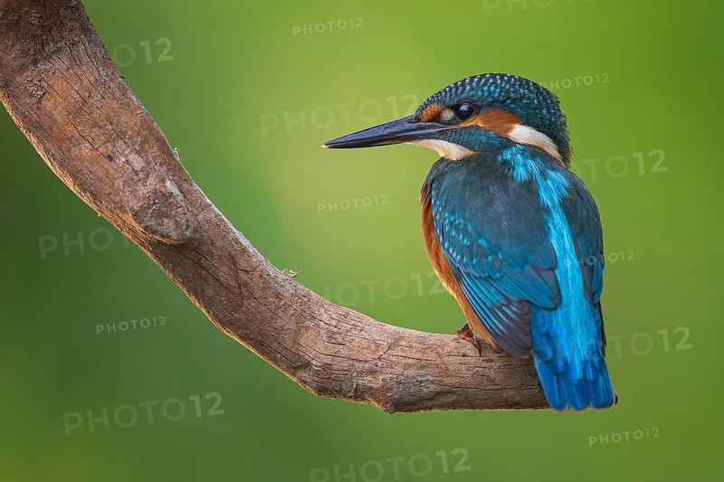 Common Kingfisher (Alcedo atthis) male perched on a branch, Saxony-Anhalt, Germany