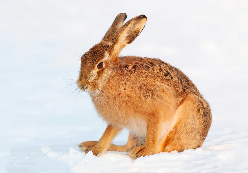 European brown hare (Lepus europaeus) adult animal on a snow covered field in the winter, England, United Kingdom