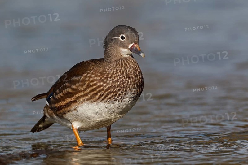 Mandarin Duck (Aix galericulata), Baden-Wuerttemberg, Germany