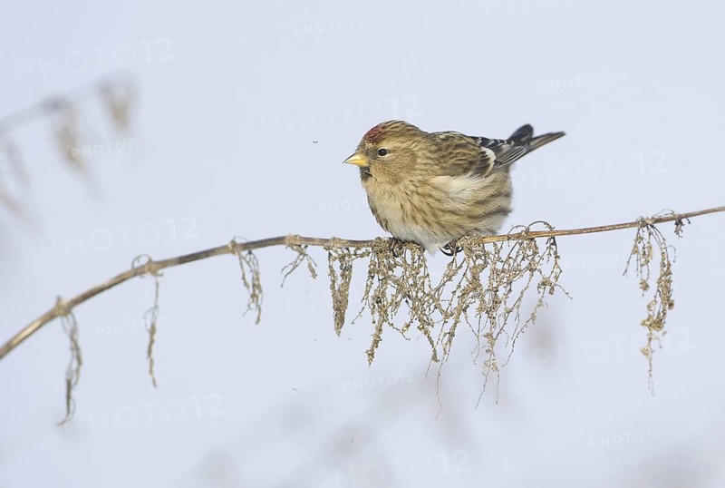 Common Redpoll (Acanthis flammea), Saxony, Germany