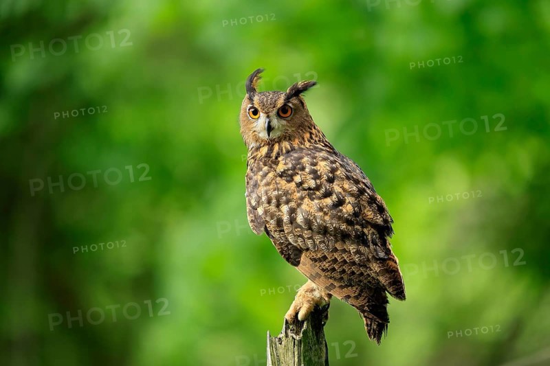 Eurasian Eagle-owl (Bubo bubo), adult, perch, vigilant, in summer, Wisdom, Šumava, Czech Republic