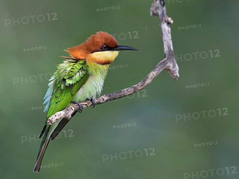 Chestnut-headed Bee-eater (Merops leschenaulti), Sri Lanka
