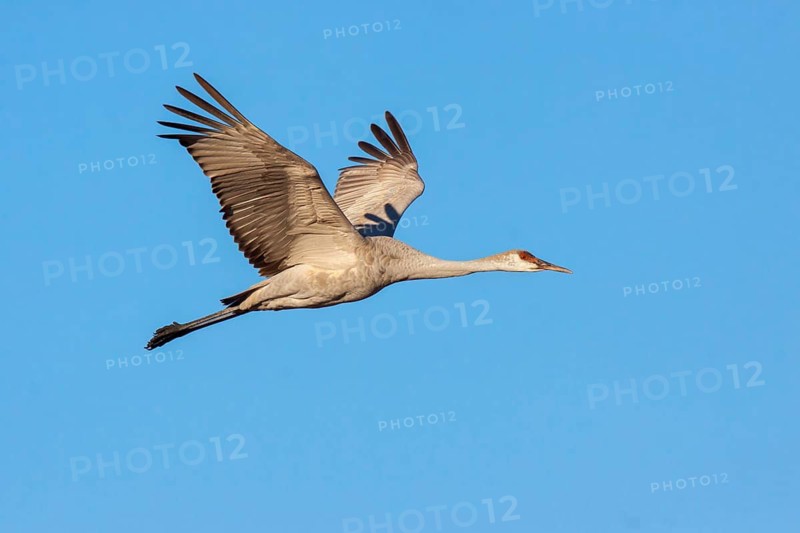 Sandhill Crane Grus canadensis Bosque del Apache National Wildlife Refuge, New Mexico, United States 10 January Immature Gruidae