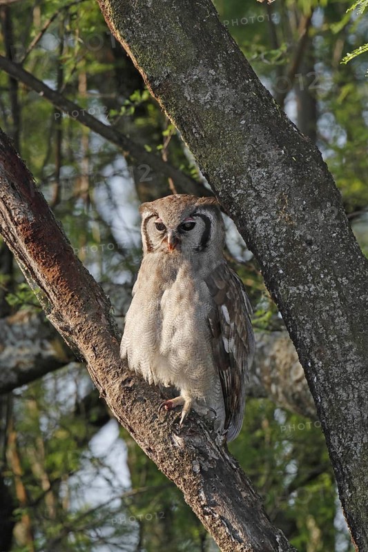Verreaux's Eagle-Owl (Bubo lacteus), Lake Baringo, Kenya