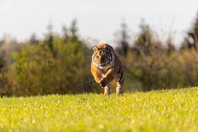 One young female Siberian Tiger, Panthera tigris altaica, running over a green meadow in front of tall dry grass and bushes. Early morning light