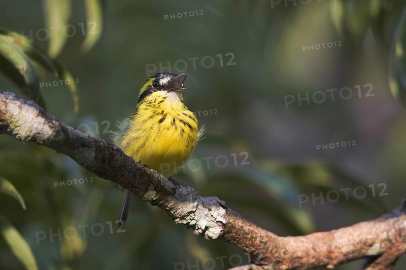 Yellow-browed Tody-Flycatcher (Todirostrum chrysocrotaphum) male, Napo, Ecuador