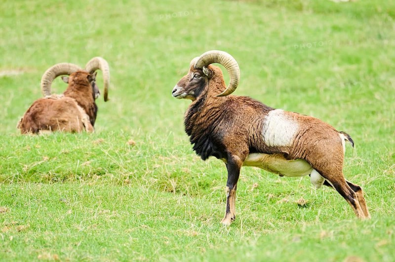 Two rams in a grassy field, one standing alert and the other grazing, Mouflon (Ovis gmelini), Wildpark Aurach, Austria