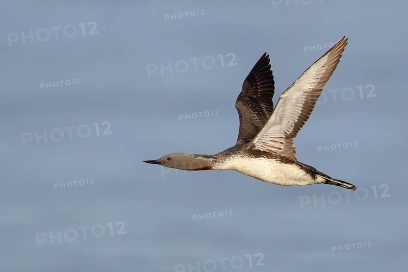 Red-throated Loon (Gavia stellata) feeding in the ocean near Nome, Alaska