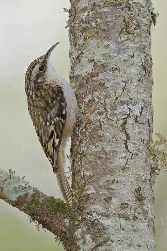 Brown Creeper (Certhia americana), British Columbia, Canada