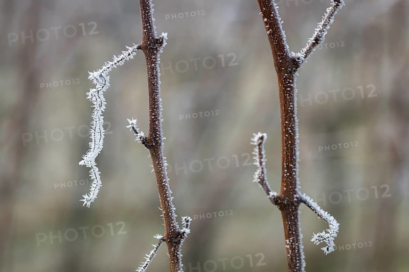 Linear arrangement of frost-covered branches of a grapevine in a cold winter landscape, Reif, Rems Valley, Baden-Württemberg, Germany
