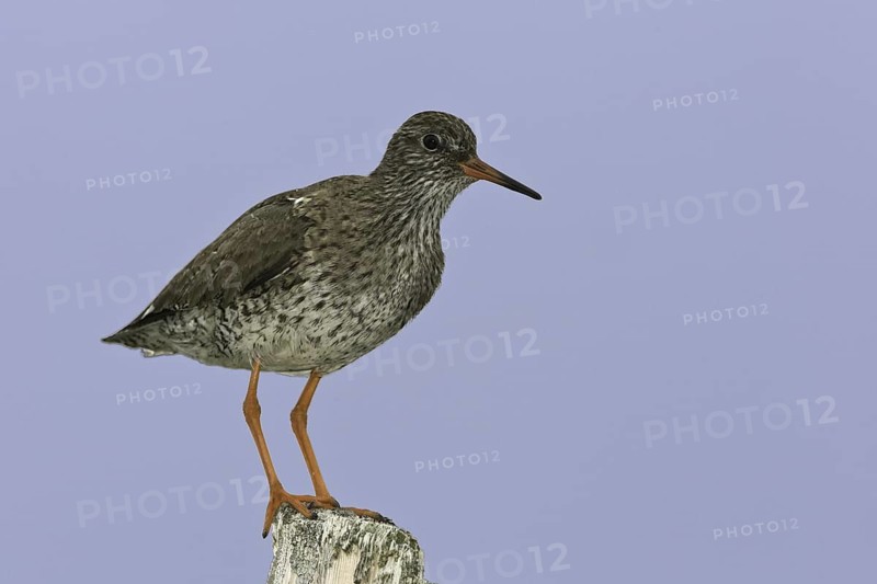 Common Redshank (Tringa totanus), Iceland