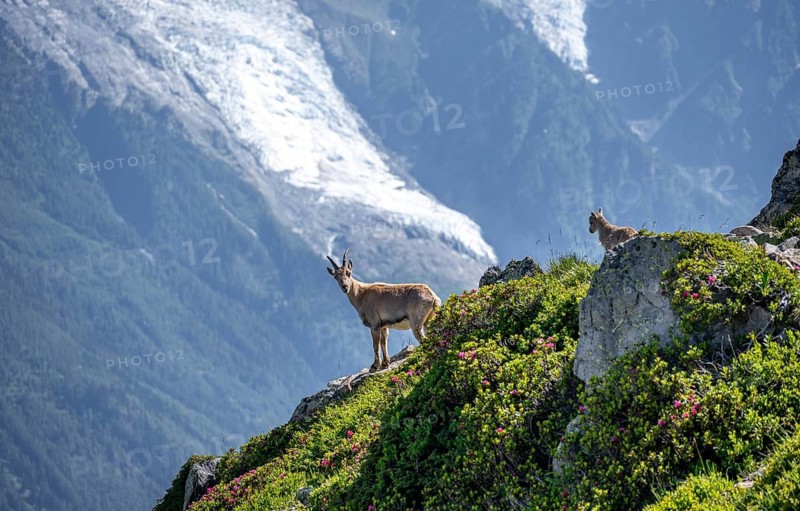 Alpine ibex (Capra ibex), mother with young with alpine roses, in front of mountain landscape with glacier, Aiguille Rouges, Chamonix, France