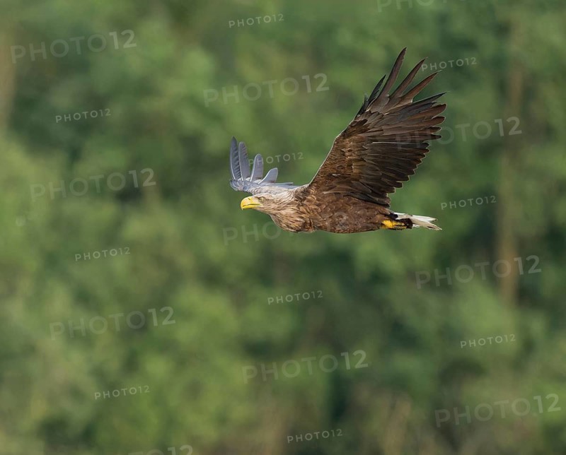 White-tailed eagle (Haliaeetus albicilla) in flight looking for food, Lower Saxony, Germany