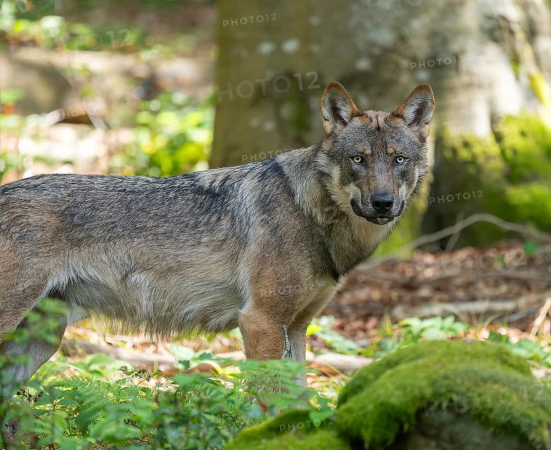 Wolf (Canis lupus) looking attentively, captive, Germany