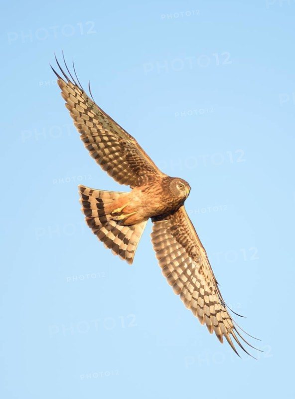 Northern Harrier (Circus hudsonius) flying, Texas, USA