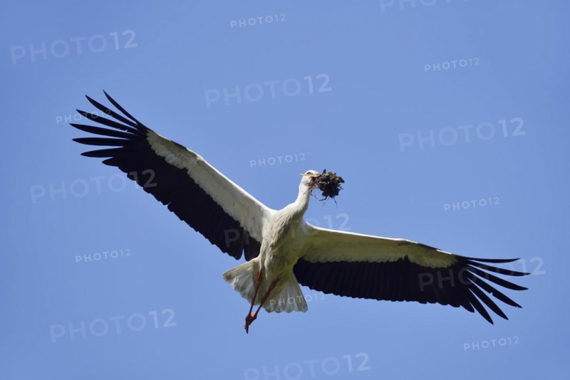 White stork (Ciconia ciconia) flying with nesting material, North Rhine-Westphalia, Germany