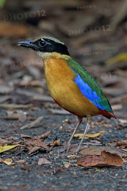 Blue-winged Pitta (Pitta moluccensis) juvenile, Malaysia