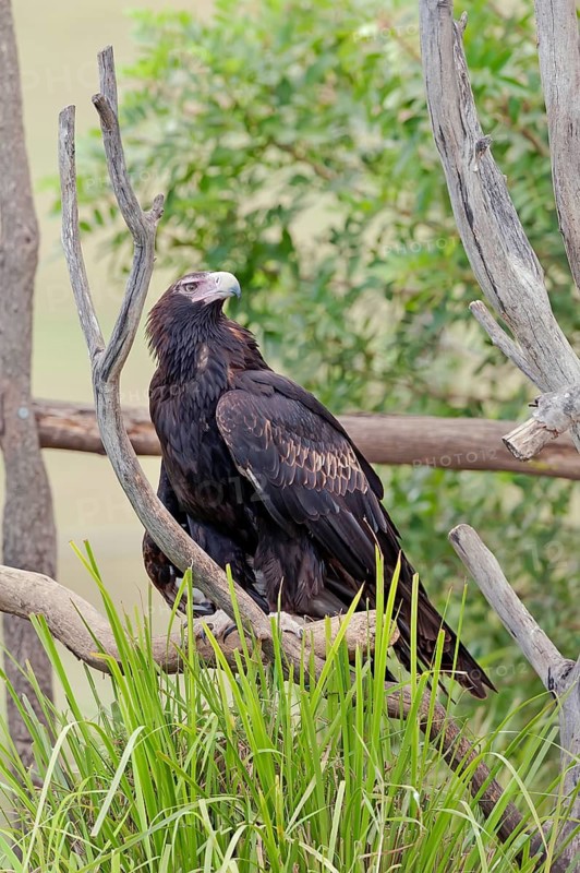 Wedge-tailed eagle (Aquila audax), Brisbane, Queensland, Australia