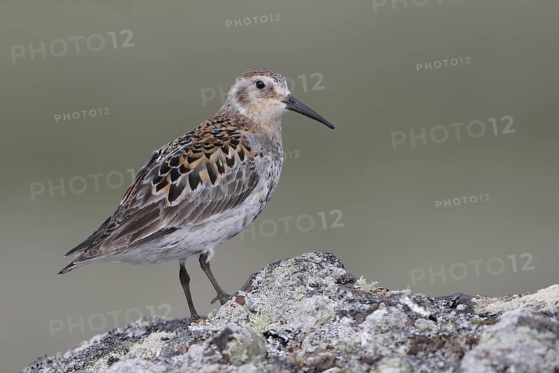 Rock Sandpiper (Calidris ptilocnemis), Alaska, USA