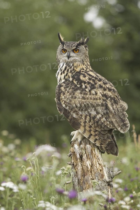 Eurasian Eagle-Owl (Bubo bubo), Rhineland-Palatinate, Germany