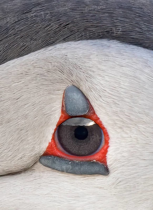 Atlantic Puffin (Fratercula arctica), Iceland