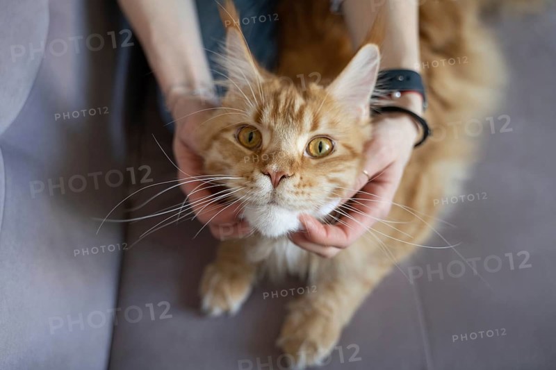 A close-up of a woman's hands gently holding a fluffy cat's cheeks, showcasing an intimate moment in a warm home environment. Perfect for themes of comfort and companionship