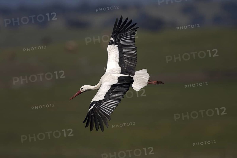White Stork (Ciconia ciconia) flying, Castile-La Mancha, Spain