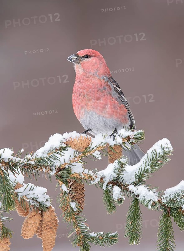 Pine Grosbeak (Pinicola enucleator) male, Alaska, USA