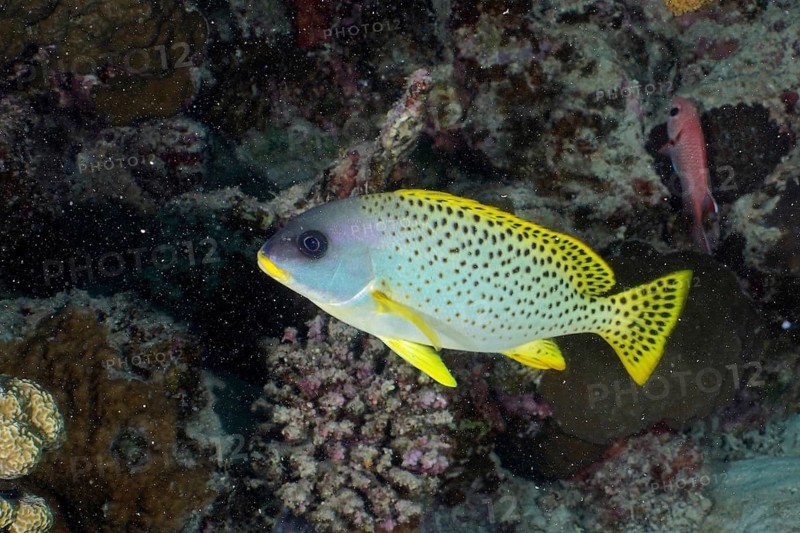 Black spotted sweetlips (Plectorhinchus gaterinus)