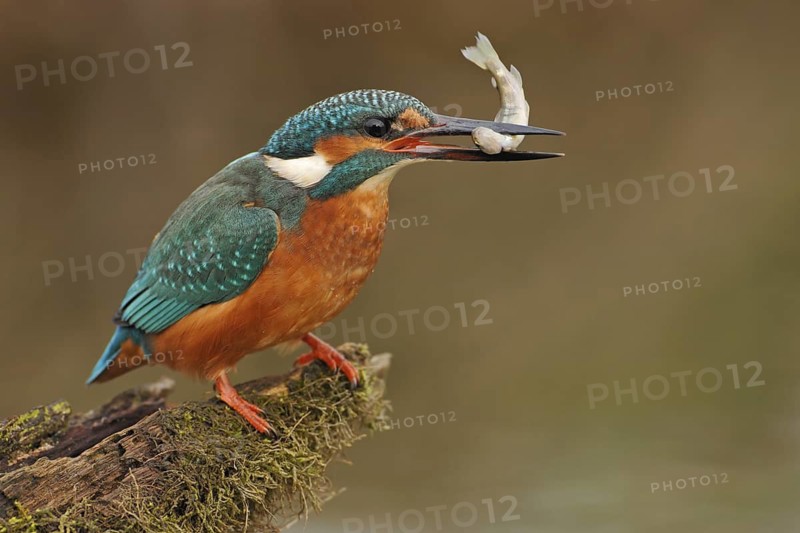 Common Kingfisher (Alcedo atthis), Germany