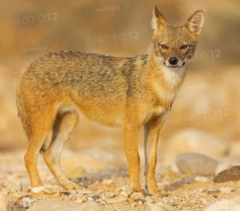 Golden jackal, (Canis aureus), animals, mammals, jackal, related to the wolf, Road to Ezuz, Ezuz, HaDarom, Israel