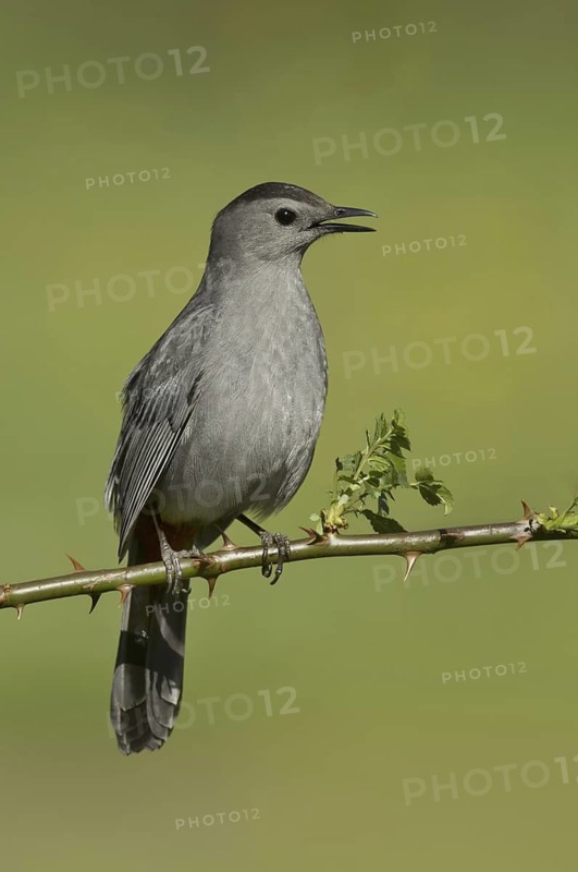Grey Catbird (Dumetella carolinensis) singing, New York, USA