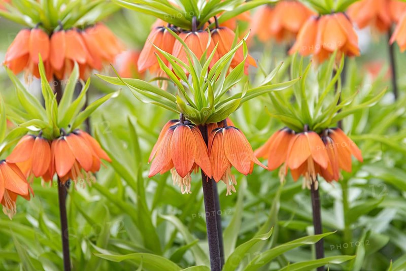 Imperial Crown (Fritillaria imperialis 'Aurora')