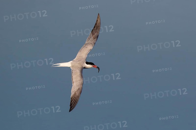 Common Tern (Sterna hirundo) flying with fish in beak, Greece