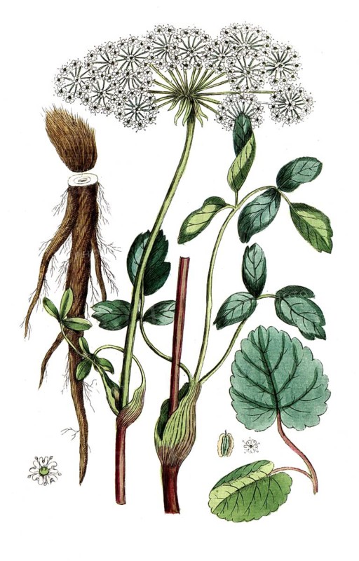 Laserpitium latifolium, digital reproduction of a historical original, between 1790 and 1810