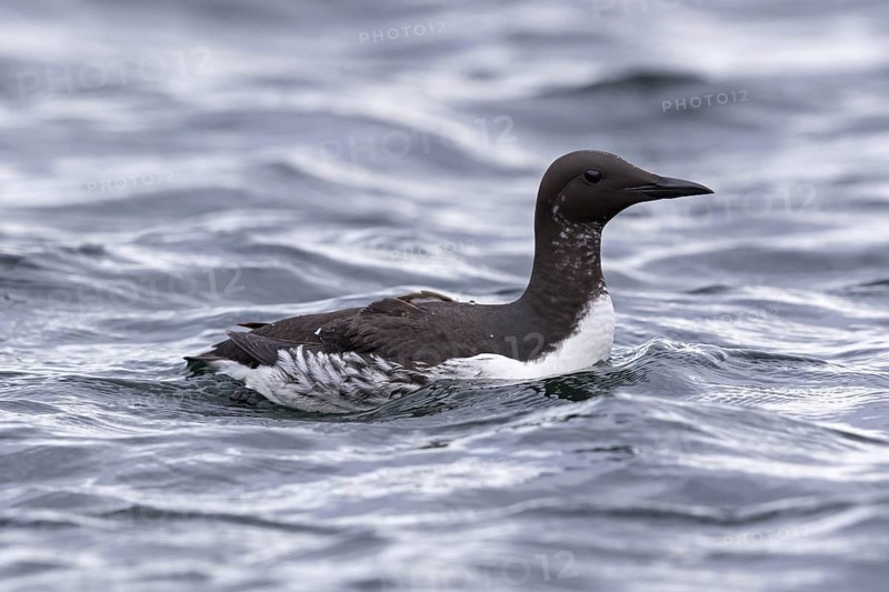 Guillemot, (Uria aalge), animals, birds, guillemots, alcids, swims in the Atlantic, Varanger Hornoya, Finnmark, Norway